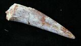 Large Pterosaur Tooth - Kem Kem Beds #18909-1